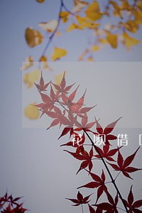 花呗借呗逾期可以申请减免吗