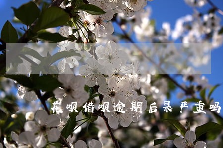 花呗借呗逾期后果严重吗 花呗借呗逾期后果严重吗