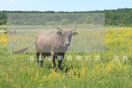 花呗借呗逾期后需一次性还清 花呗借呗逾期后需一次性还清