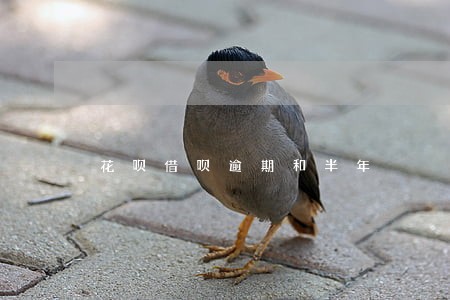 花呗借呗逾期和半年 花呗借呗逾期和半年