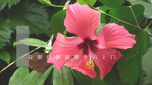 花呗借呗逾期外访上门 花呗借呗逾期外访上门