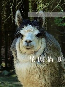 花呗借呗逾期多久会全款回收 花呗借呗逾期多久会全款回收