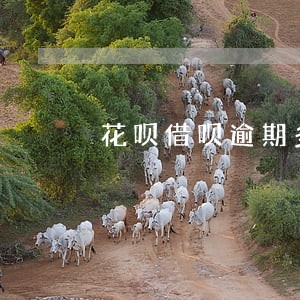 花呗借呗逾期多久会被催收 花呗借呗逾期多久会被催收