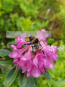 花呗借呗逾期当地委托方核对信息 花呗借呗逾期当地委托方核对信息