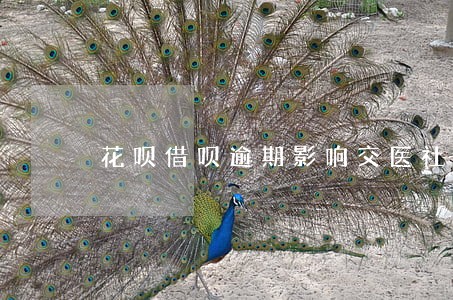 花呗借呗逾期影响交医社保吗 花呗借呗逾期影响交医社保吗