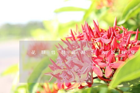 花呗借呗逾期怎么没有催收 花呗借呗逾期怎么没有催收