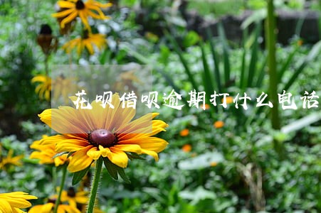 花呗借呗逾期打什么电话投诉协商 花呗借呗逾期打什么电话投诉协商