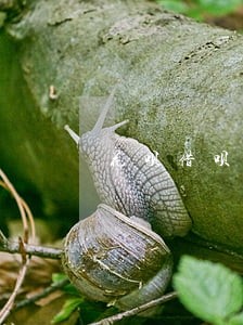 花呗借呗逾期打电话说强制性还款 花呗借呗逾期打电话说强制性还款