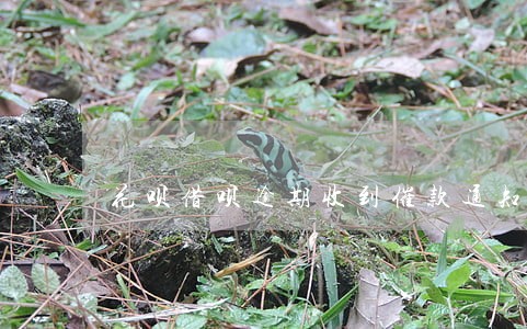 花呗借呗逾期收到催款通知函 花呗借呗逾期收到催款通知函