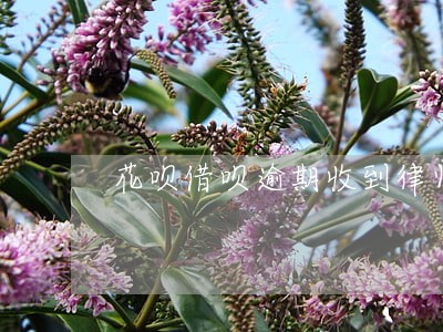 花呗借呗逾期收到律师函会坐牢 花呗借呗逾期收到律师函会坐牢