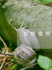 花呗借呗逾期淘宝还能用吗