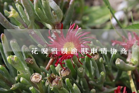 花呗借呗逾期申请协商