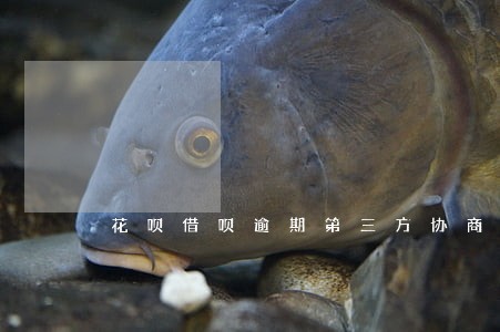 花呗借呗逾期第三方协商 花呗借呗逾期第三方协商