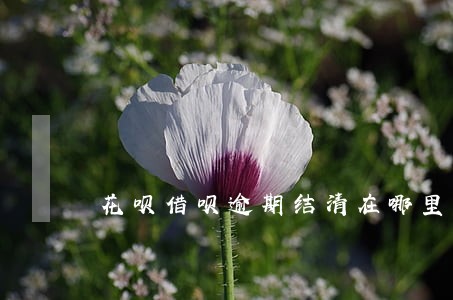 花呗借呗逾期结清在哪里结清 花呗借呗逾期结清在哪里结清