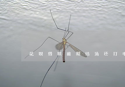花呗借呗逾期结清还打电话来 花呗借呗逾期结清还打电话来