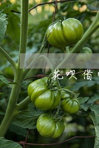 花呗借呗逾期给家人打电话 花呗借呗逾期给家人打电话