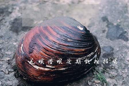 花呗借呗逾期能按揭吗 花呗借呗逾期能按揭吗