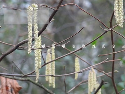 花呗借呗逾期能用安逸花吗 花呗借呗逾期能用安逸花吗