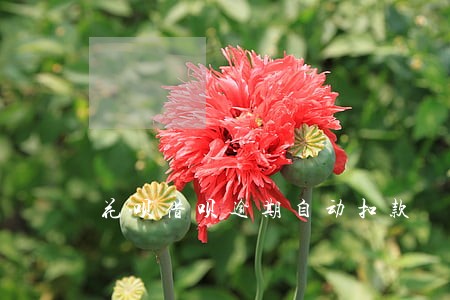 花呗借呗逾期自动扣款 花呗借呗逾期自动扣款