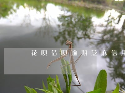 花呗借呗逾期芝麻信用降低 花呗借呗逾期芝麻信用降低