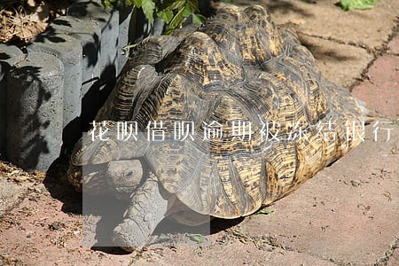 花呗借呗逾期被冻结银行卡 花呗借呗逾期被冻结银行卡
