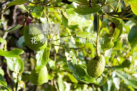 花呗借呗逾期被告了 花呗借呗逾期被告了