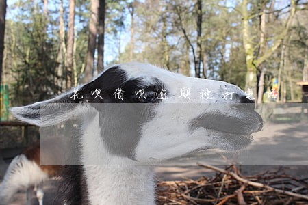 花呗借呗逾期被打电话 花呗借呗逾期被打电话