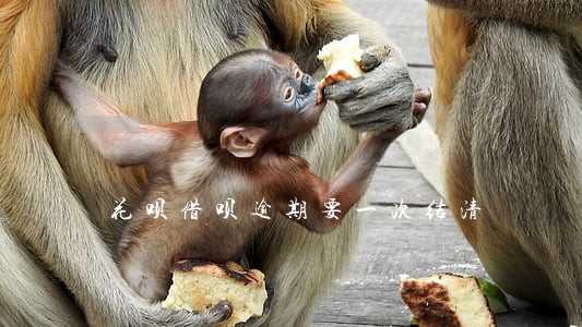 花呗借呗逾期要一次结清