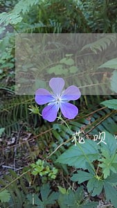 花呗借呗逾期要两天还完