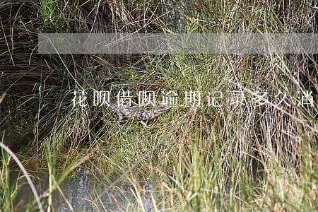 花呗借呗逾期记录多久消除 花呗借呗逾期记录多久消除
