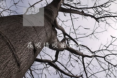 花呗借呗逾期费 花呗借呗逾期费