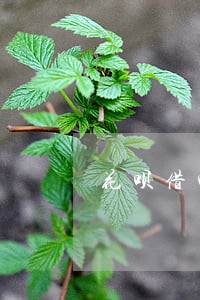 花呗借呗逾期超过3年