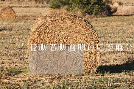 花呗借呗逾期过后芝麻分怎么涨 花呗借呗逾期过后芝麻分怎么涨