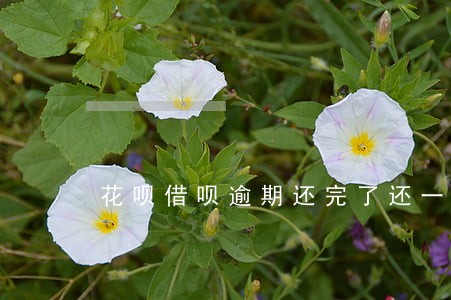 花呗借呗逾期还完了还一直发短信 花呗借呗逾期还完了还一直发短信