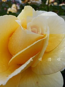 花呗借呗逾期还清后还能开通吗 花呗借呗逾期还清后还能开通吗