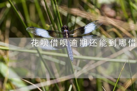 花呗借呗逾期还能到哪借款吗 花呗借呗逾期还能到哪借款吗