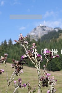 花呗借呗逾期还能用淘宝买东西 花呗借呗逾期还能用淘宝买东西