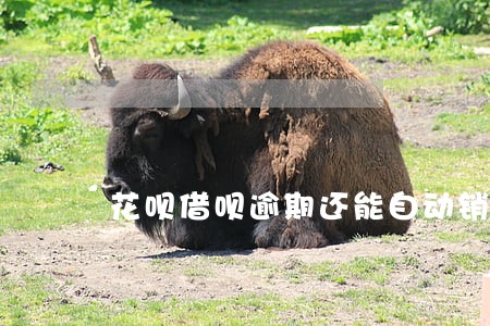 花呗借呗逾期还能自动销户吗 花呗借呗逾期还能自动销户吗