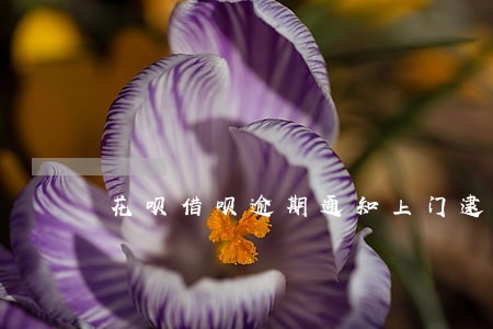 花呗借呗逾期通知上门逮捕 花呗借呗逾期通知上门逮捕