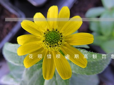 花呗借呗逾期高额罚息 花呗借呗逾期高额罚息