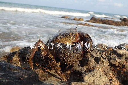 花呗借呗都逾期支付宝会先扣哪个