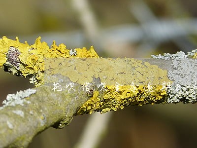 花呗借呗金条逾期8个月 花呗借呗金条逾期8个月