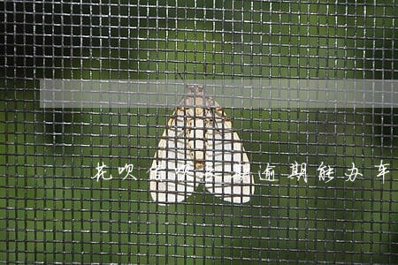 花呗借呗长期逾期能办车贷吗 花呗借呗长期逾期能办车贷吗