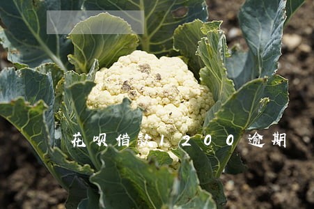花呗借款1200逾期 花呗借款1200逾期