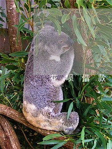 花呗借款5000逾期