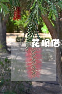 花呗借款8000逾期6个月 花呗借款8000逾期6个月