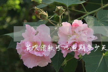花呗借款可以逾期多少天还款 花呗借款可以逾期多少天还款