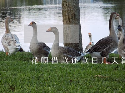 花呗借款还款日几天算逾期 花呗借款还款日几天算逾期