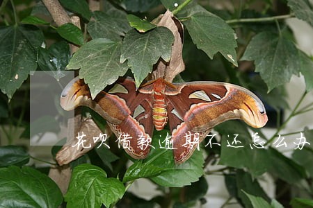 花呗借款逾期不还怎么办 花呗借款逾期不还怎么办