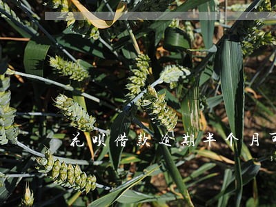 花呗借款逾期半个月可以吗